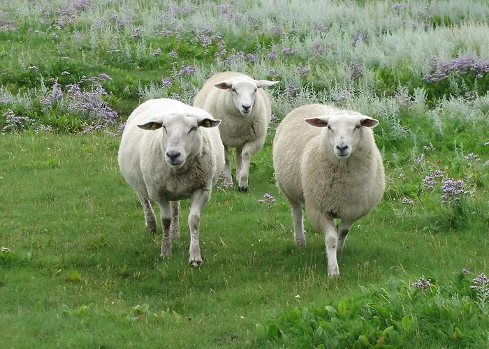 Privat bolig Pension Buetterich Husum (Schleswig-Holstein)